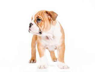 Little english bulldog puppy