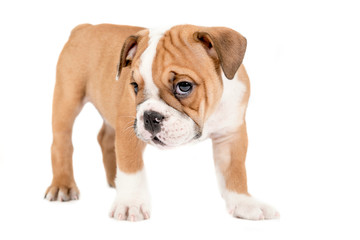 Little english bulldog puppy