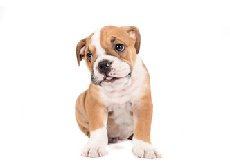 English bulldog puppy