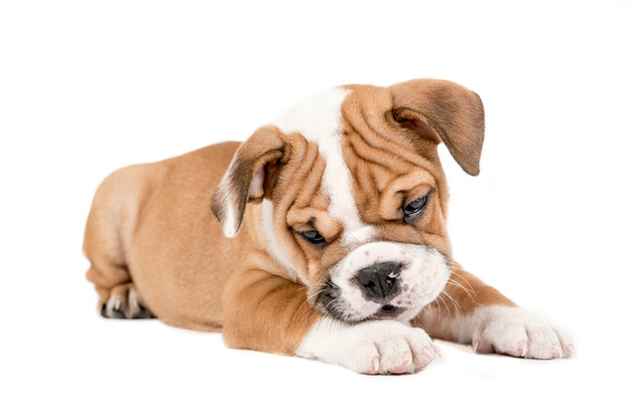 Cute puppy of English Bulldog