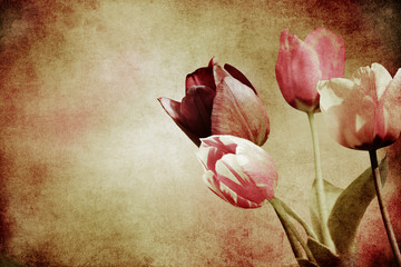 tinted tulips textured