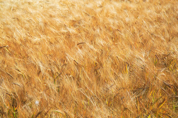 golden wheat field and sunny day