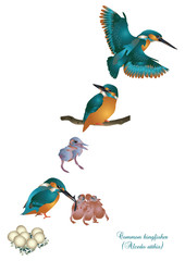 Life cycle o fcommon kingfisher