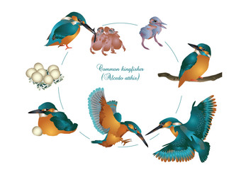 Life cycle of common kingfisher