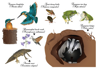 Amazing nature set - European animals © kerstiny