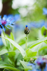  Blue Centaurea in green summer field