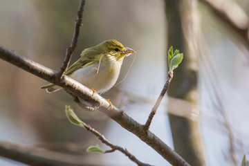 little chiffcaff ready to build a nest