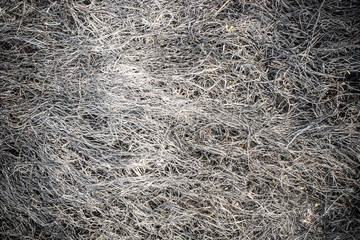 burnt grass texture