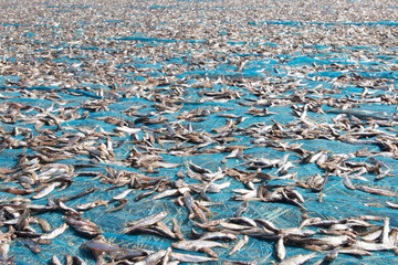 small fish drying on the oceans shore in asia