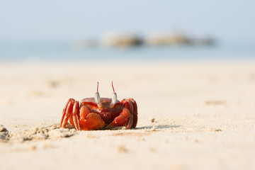 The big red crab sitting on the sand