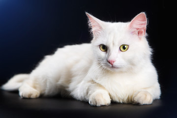White cat lying on a black background