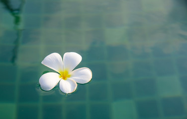 Tropical flowers of Plumeria in swimming pool. Selective focus