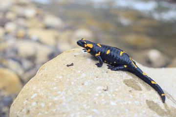 Beautiful fire salamander in the bright coloration in natural co
