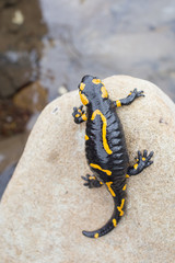 Beautiful fire salamander in the bright coloration in natural co