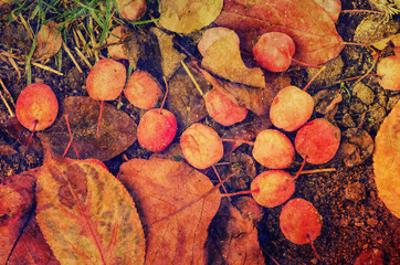Grunge textured flat natural seasonal autumn background with small fallen red apples and leaves