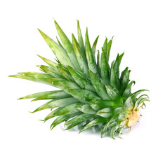 Pineapple seedling on white background