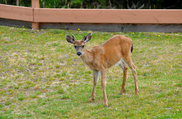 A close-up of a young male black-tailed deer with large ears and budding velvet antlers, standing in a city park, looking forward. 