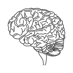 human brain icon