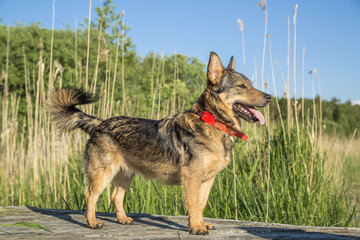 vallhund in the red collar on the jetty by the lake