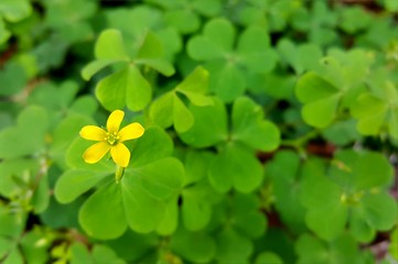 Beautiful  yellow flower on green leaf background