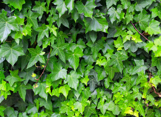 Green ivy leaves close up background.
