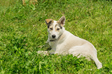 Adorable mixed breed young dog resting in fresh summer grass