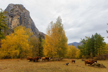 Obraz premium herd of cows in the autumn meadow