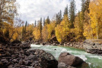 rapid river in autumn