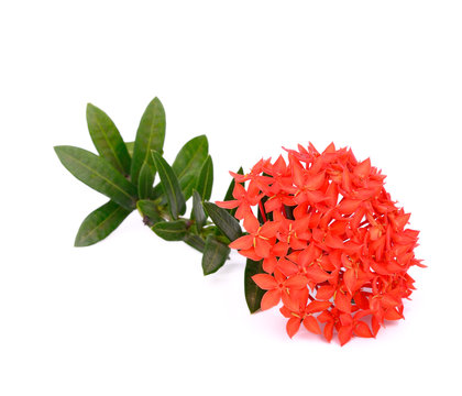 Red ixora on white background