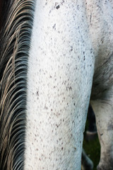 The white neck and black and white mane of a gray horse. © Margaret Burlingham