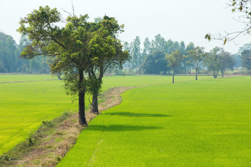 Fototapeta na wymiar Path through rice field
