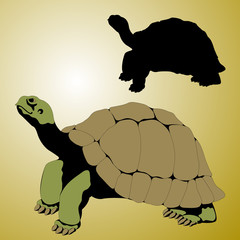 old tortoise realistic vector illustration black silhouette set