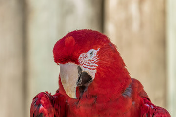 Red macaw. Macro photo. Portrait. Big beak. Multi-colored feathers
