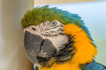 Blue macaw. Macro photo. Portrait. Big beak. Multi-colored feathers