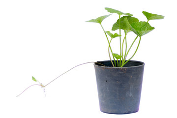 gotu kola leaves on white background