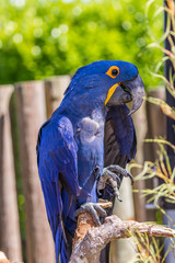 Blue macaw sitting on the board. Macro photo. Portrait. Big beak. Multi-colored feathers.