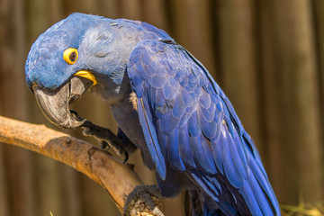 Blue macaw sitting on the board. Macro photo. Portrait. Big beak. Multi-colored feathers.