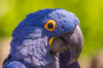 Blue macaw. Macro photo. Portrait. Big beak. Multi-colored feathers