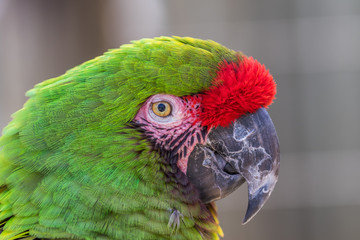 Green macaw. Macro photo. Portrait. Big beak. Multi-colored feathers.