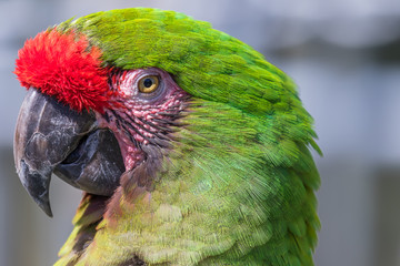 Green macaw. Macro photo. Portrait. Big beak. © khomlyak