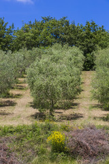 Fototapeta na wymiar Les oliviers de Toscane