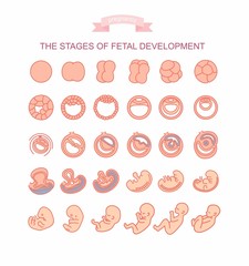 vector illustration stages of fetal development. isolated on white background. Pregnancy. Fetal growth from fertilization to birth, fetus development. Embryo development.
