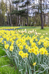 Flower bed with daffodils in city park