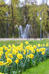 Flower bed with daffodils in city park