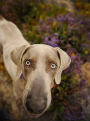 Weimaraner looking up from field of purple flowers