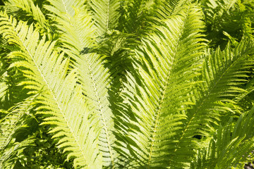 Structure of a background of green leaves of a fern