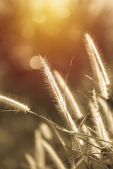Obraz premium Grass flower close up. vintage filter