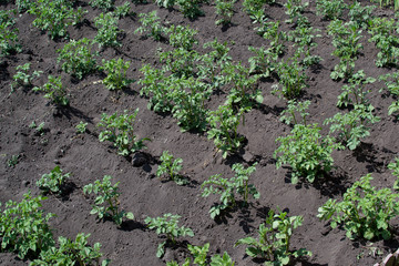 the cultivation of potatoes