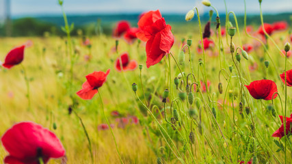 Fototapeta na wymiar Red poppy on the green field with wheat