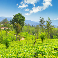 tea plantation on the picturesque hills